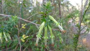 Styphelia viridis
