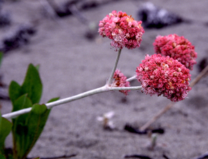 Seaside Buckwheat