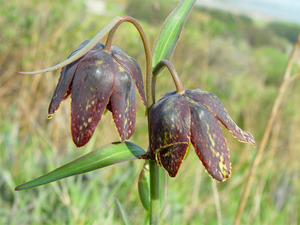 Chocolate Lily