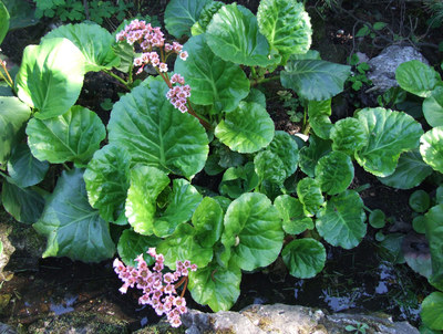 Bergenia crassifolia