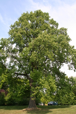 Liriodendron tulipifera