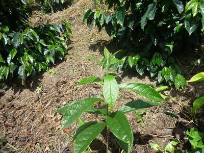 Cordia alliodora