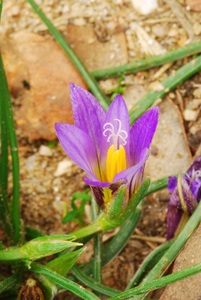 Romulea bulbocodium