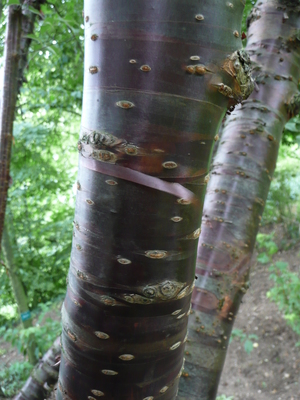 Prunus canescens