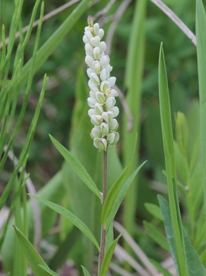 Polygala senega