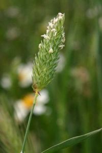 Small Canary Grass