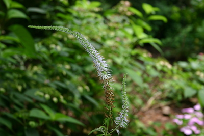 Veronicastrum sibiricum