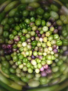 Harvested and preppared tomatillo salsa using a bunch of ingredientes from the garden: 

- tomatillos
- jalapeno
- garlic

Had to buy onions, cilantro, lime juice, and vinegar.