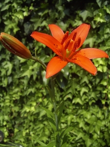 Morning Star Lily