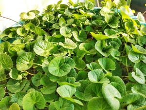 Gotu Kola