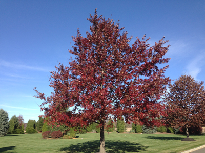 Quercus coccinea