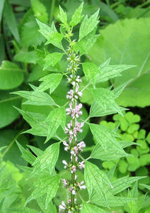 Motherwort