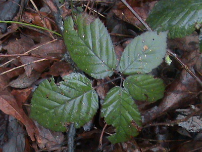 Rubus armeniacus