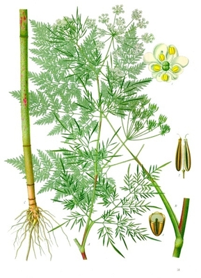 Chaerophyllum bulbosum