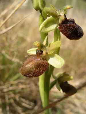 Ophrys sphegodes