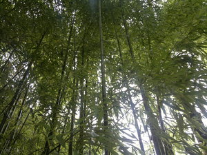 Greenwax golden bamboo