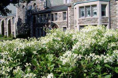 Clematis terniflora