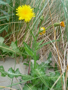 Sonchus arvensis