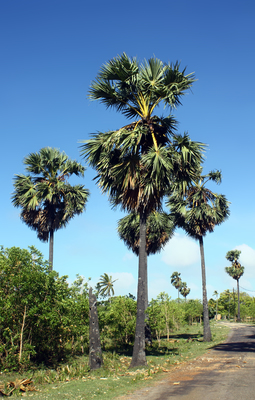 Borassus flabellifer