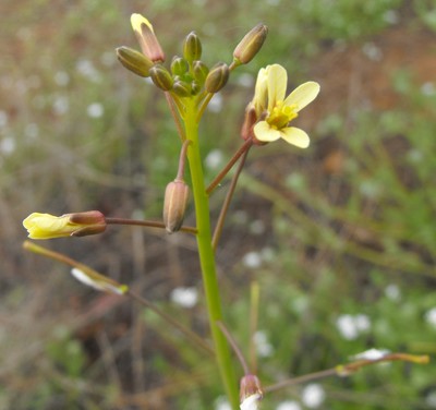 Brassica tournefortii