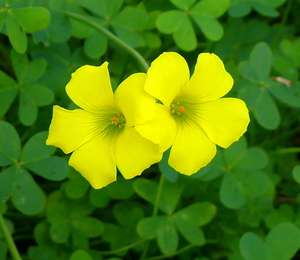 Bermuda Buttercup