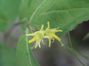 Bush Honeysuckle