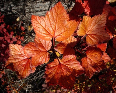 Red currant red leaves