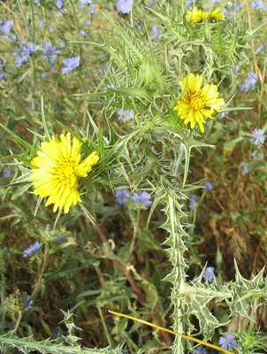 Scolymus maculatus