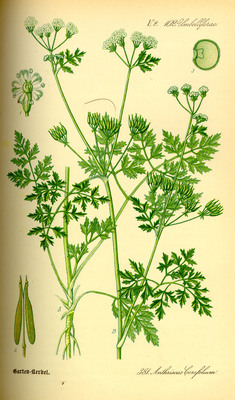 Anthriscus cerefolium