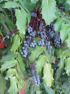 Beale's barberry