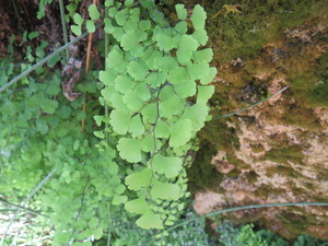 Maidenhair Fern