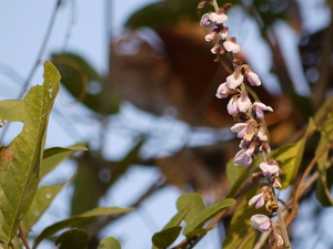 Pueraria tuberosa