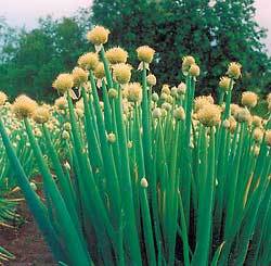 Close-up of a bunch of Welsh onions