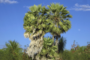 Brazilian Wax Palm