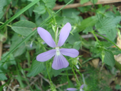 Viola cornuta