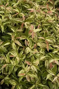 Rainbow Drooping Leucothoe