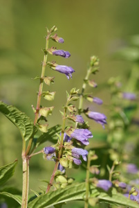 Virginian Skullcap