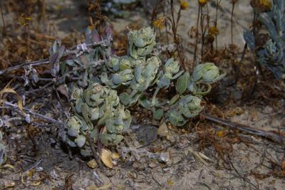 Atriplex coronata