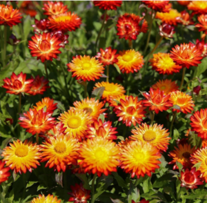Everlasting daisy