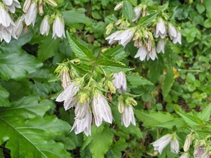 Korean Bellflower