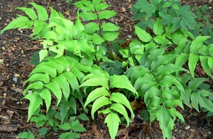 Holly Fern