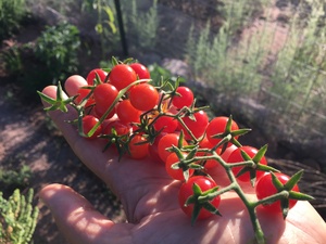 Tomato - Matt's Wild Cherry