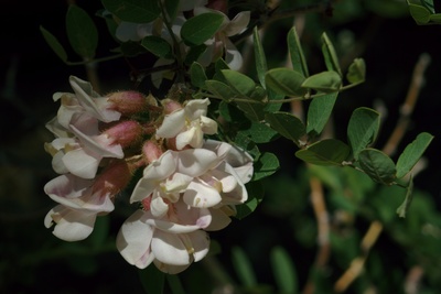 Robinia neomexicana