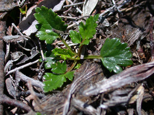 Rubus gunnianus