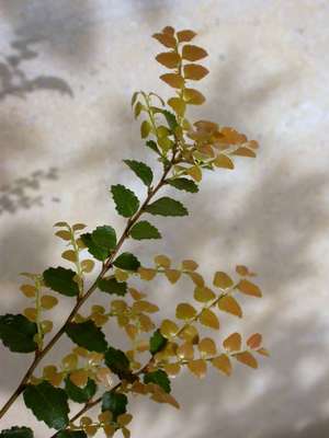 Nothofagus cunninghamii