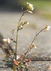 Thale Cress