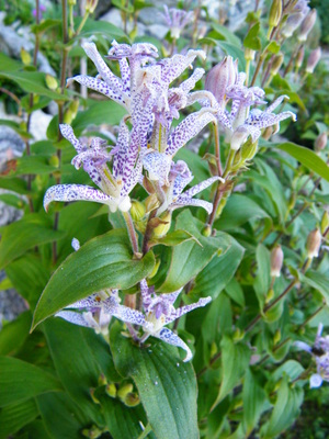 Tricyrtis hirta