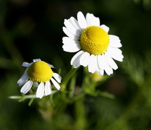 Roman chamomile