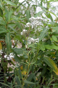 Manchurian Baby's Breath