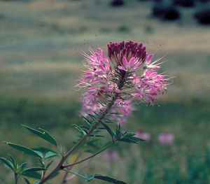 Rocky Mountain Beeplant